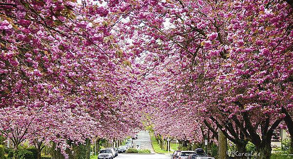 Cherry-Blossoms-on-Oak-St..jpg