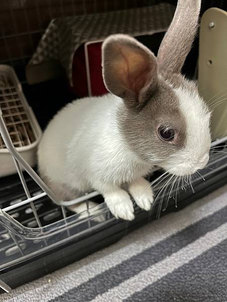 1101016新成員兔子🐰_10.jpg