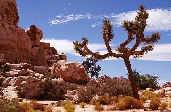 Joshua tree 8