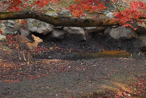 nara deer 5