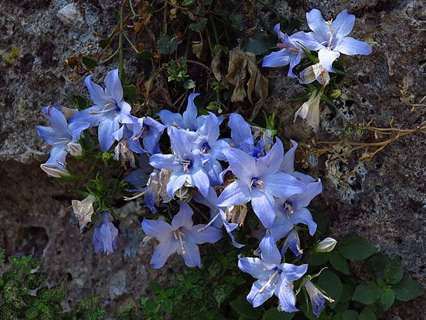 Blue flower 1