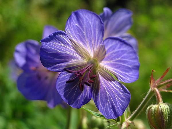 Blue flower 5