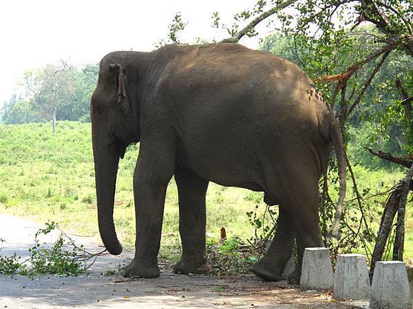 kataragama 2