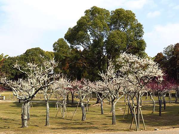 日本 奈良 十三 賞梅 上 奈良公園 Nara Xiii Confusingstone的部落格 痞客邦 日本 奈良 十三 賞梅 上 奈良公園 Nara Xiii Confusingstone的部落格 痞客邦