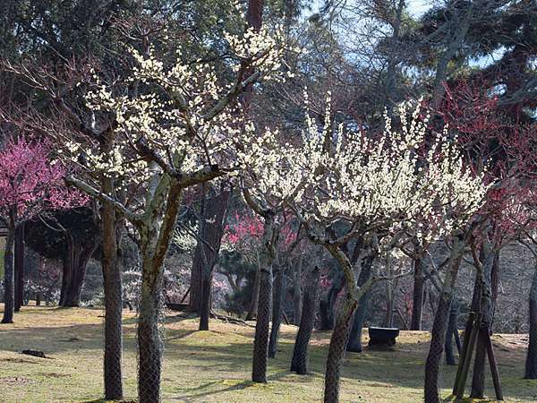 日本 奈良 十三 賞梅 上 奈良公園 Nara Xiii Confusingstone的部落格 痞客邦