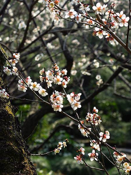 Kyoto 7a5.JPG