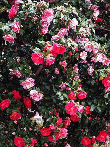 camellia 7 camellia 7
