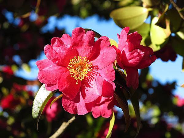 camellia 8 camellia 8