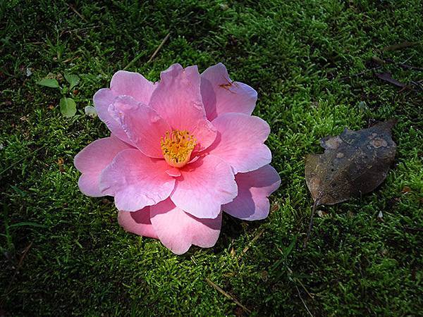 camellia 11 camellia 11