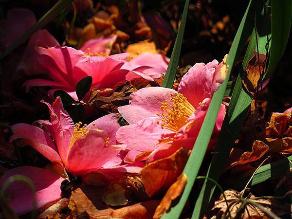 camellia 14 camellia 14