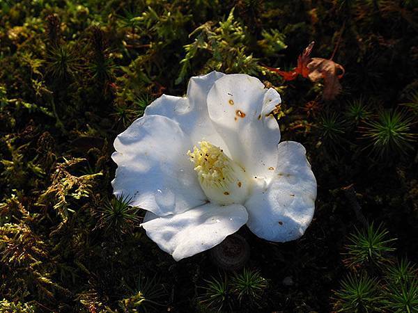 camellia 15 camellia 15