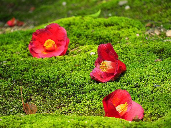 camellia 16 camellia 16