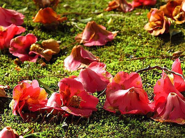 camellia 17 camellia 17