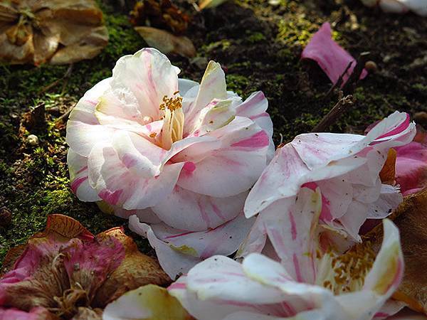 camellia 18 camellia 18