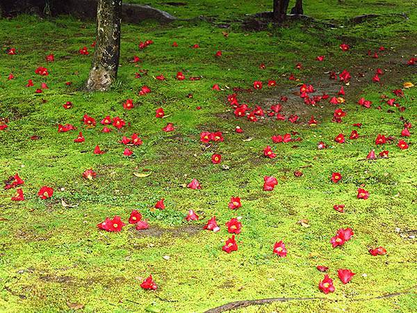 camellia 22 camellia 22