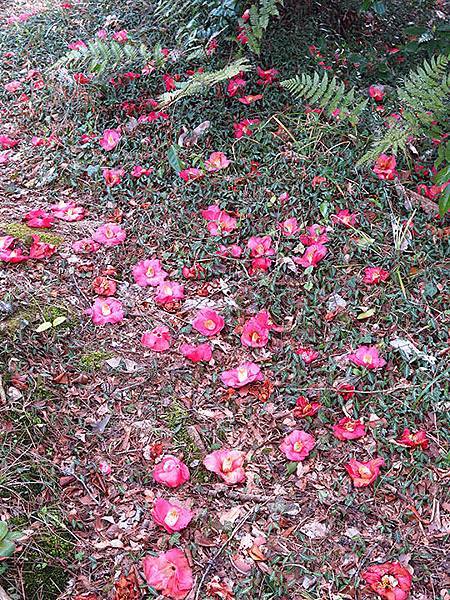 camellia 23 camellia 23