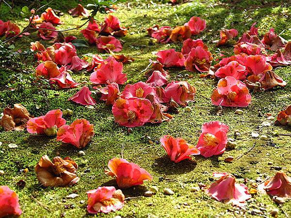 camellia 24 camellia 24