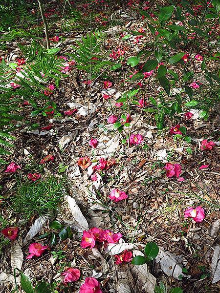 camellia 25 camellia 25