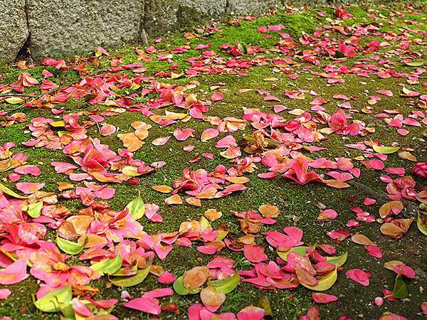 camellia 26 camellia 26