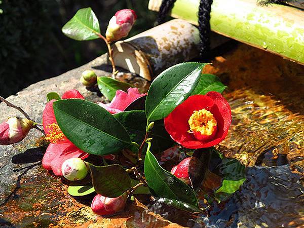 camellia 28 camellia 28