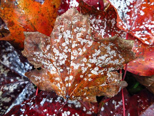 Buxton c2.JPG Buxton c2.JPG