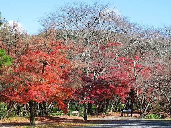 Kyoto 15d1.JPG