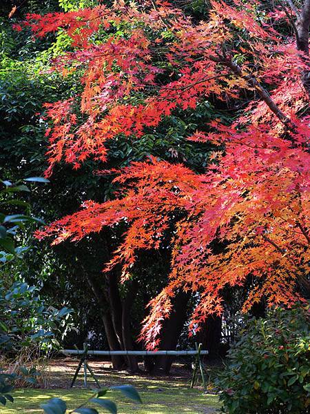 Kyoto 20b8.JPG Kyoto 20b8.JPG