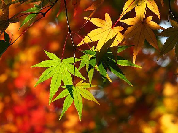 Kyoto 21b4.JPG Kyoto 21b4.JPG