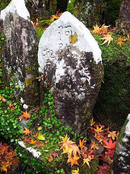 Kochi c3.JPG Kochi c3.JPG