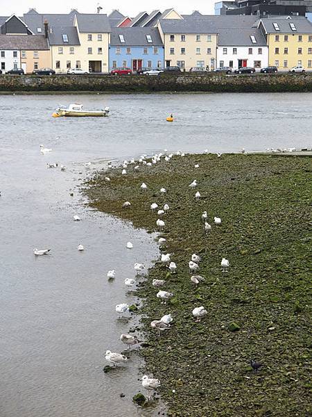 Galway g8.JPG