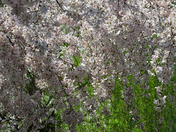 Kyoto ak6.JPG Kyoto ak6.JPG