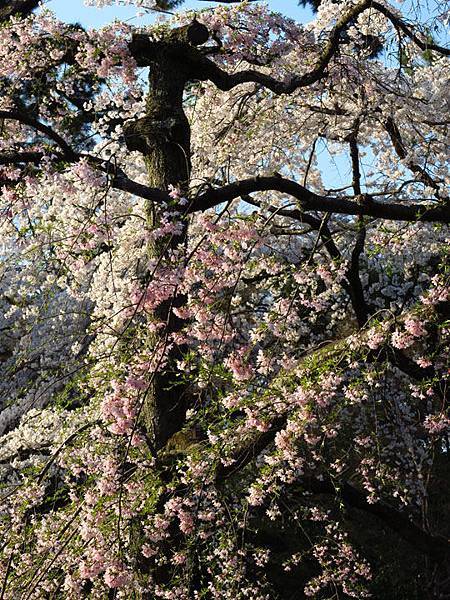 Kyoto ao11.JPG Kyoto ao11.JPG