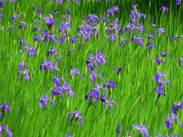 日本 京都 櫻後賞花 三 花蒼蒲和睡蓮 Kyoto Lx Confusingstone的部落格 痞客邦