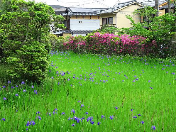 日本 京都 櫻後賞花 三 花蒼蒲和睡蓮 Kyoto Lx Confusingstone的部落格 痞客邦 日本 京都 櫻後賞花 三 花蒼蒲和睡蓮 Kyoto Lx Confusingstone的部落格 痞客邦