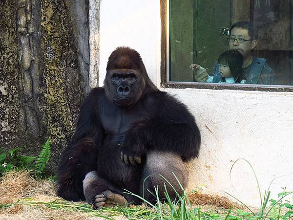 Taipei zoo 68.JPG