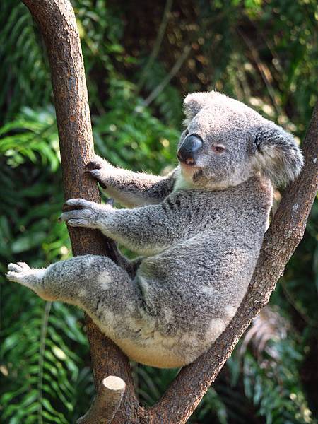 Taipei zoo 75.JPG