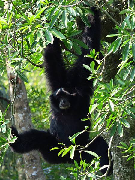 Taipei zoo 77.JPG