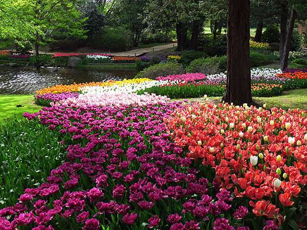 東京 櫻後賞花 一 昭和紀念公園鬱金香 Tulips I Confusingstone的部落格 痞客邦 東京 櫻後賞花 一 昭和紀念公園鬱金香 Tulips I Confusingstone的部落格 痞客邦
