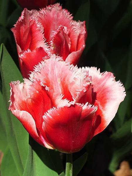 Tulip f5.JPG