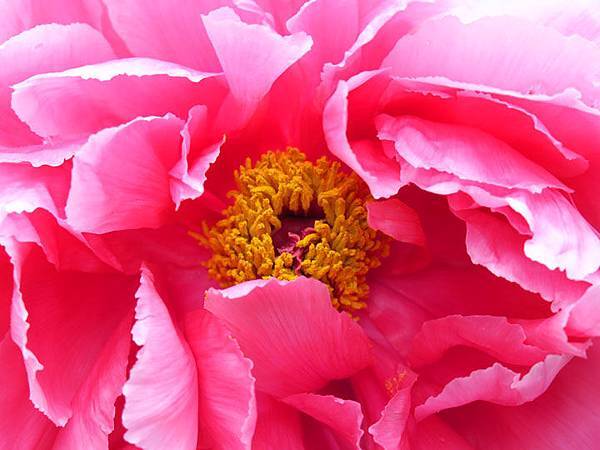 Peony c2.JPG