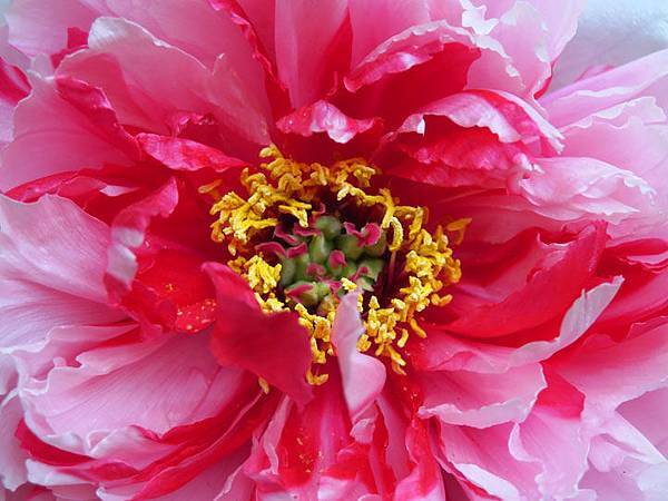 Peony c7.JPG