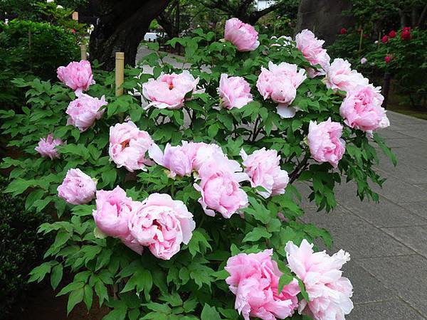 Peony h1.JPG