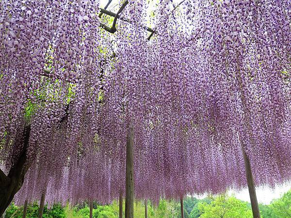 Wisteria e3.JPG