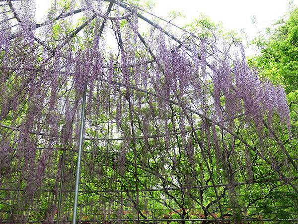 Wisteria e4.JPG