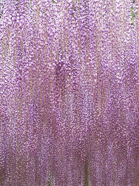Wisteria e5.JPG