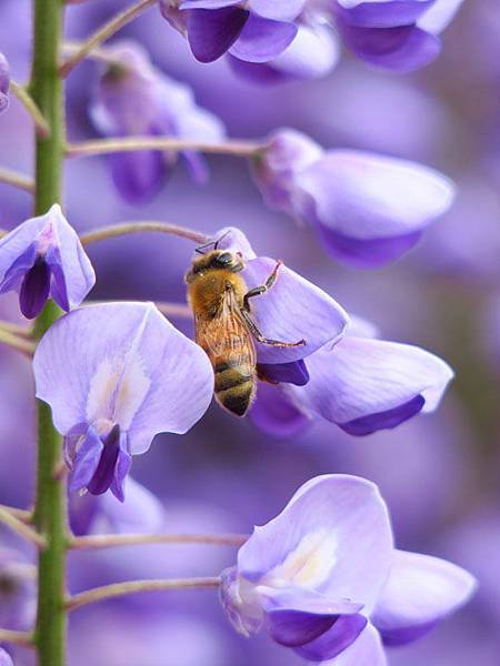 Wisteria e6.JPG