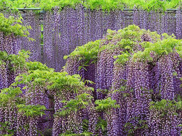 Wisteria e8.JPG
