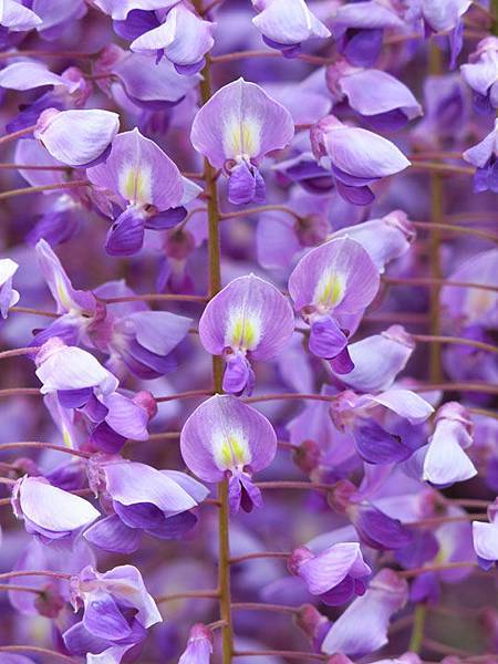 Wisteria e11.JPG Wisteria e11.JPG