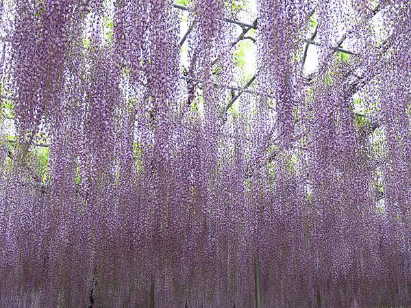 Wisteria e9.JPG