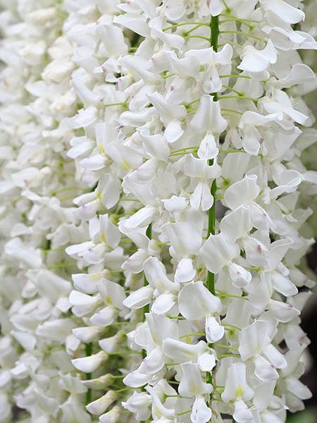 Wisteria f5.JPG Wisteria f5.JPG